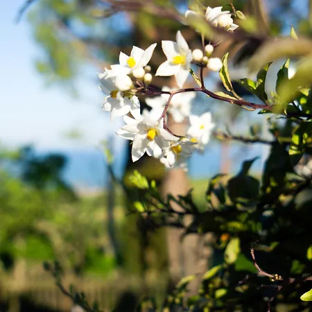L'organetto - With Private Pool * Lido di Fermo
